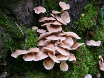 Unknown mushrooms Peters Woods Provincial Park ON 
