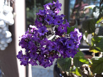 Unknown Purple Flower Smells like Marshmallows San Jose California 
