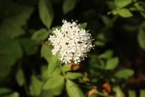 Unknown white wildflower Oregon 