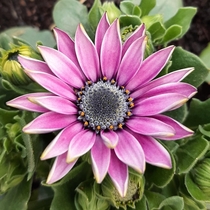 unreal  african daisy