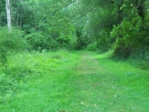 Unusually green area in Reinstein woods  x