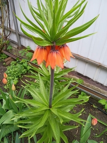 Upside down tulip blooming in Ukraine known as Crown Imperial or Fritillaria Imperialis