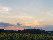 Upstate SC sunflower field