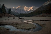 Ural Mountain cattle  photo by Sergei Alexeyevich
