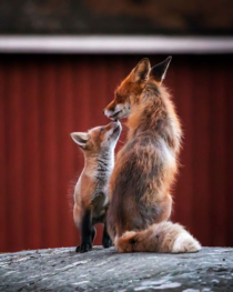 Urban foxes