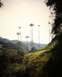 Valle de Cocora Colombia The highest palm trees in the world 