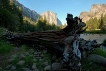 Valley Floor - Yosemite National Park 
