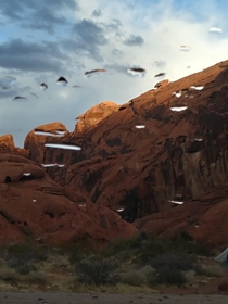 Valley of fire after rain NV  x