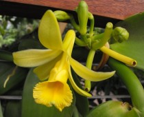 Vanilla Orchid Vanilla pompona 