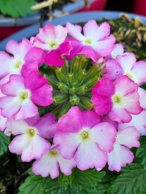 Verbena Bicolor Pink