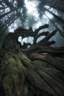 Verdant Relic in the misty forest North Vancouver BC  IG tristantodd