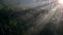 very early morning in the jungle Malaysia 
