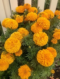 Very fluffy marigolds