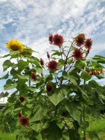 Vibrant red and yellow sunflowers Helianthus annuus 
