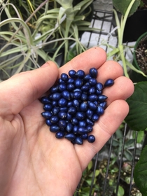 Viburnum tinus berries- not edited OC
