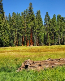 Views along the Big Trees Trail Sequoia National Park CA USA  x