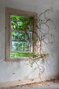 Vines creeping through the window of an abandoned house