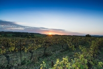 Vines in south of france Coteaux de Gaillac Midi-Pyrnes France 