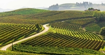 Vineyard in Barbaresco Piedmont Italy Photo by Franco Beccari 
