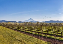 Vineyards amp Blossoming Orchards on the East Side of Mt Hood - Hood River Oregon 