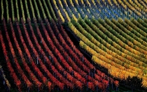 Vineyards are autumnally colored near Marktbreit Germany