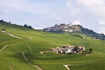 Vineyards in Italy 