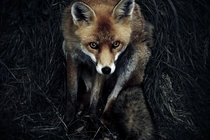 Vulpes vulpes the red fox Sam Morris 