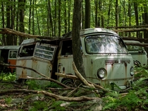 VW Bus rusting away in the woods 