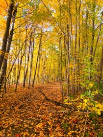 Walk in an autumn park Canada Ontario 