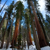 Walking among giants Sequoia National Park CA USA 
