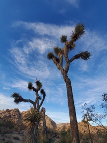 Walking through a forest of Joshua trees in the desert was amazing Joshua Tree NP CA