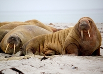Walrus pair