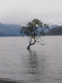 Wanaka tree New Zealand 