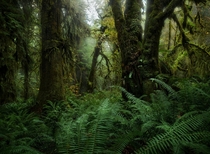 Wandering the beautiful rainforests of Vancouver Island can often feel like taking a step back in time The old growth trees and thick understory of ferns here were truly amazing to see 