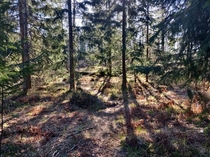 Warm forest Helsinki Finland x