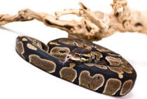 Was something a bit different for me when a friend brought in their ball python Very photogenic