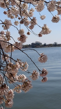 Washington DC during Cherry Blossom Festival OC