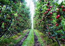 Washington state apple orchard 