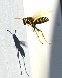 Wasp looking at its shadow x -post from rMacroporn 