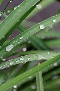Water Droplets on Green Leaves 
