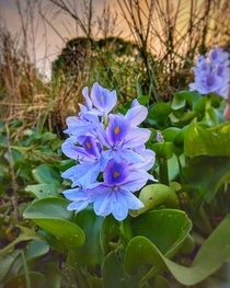 Water HyacinthEichhornia crassipes Bangladesh