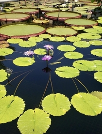 Water lilies at Longwood Gardens