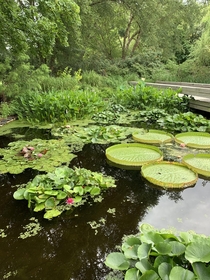 Water lilies at the local botanical garden in my city