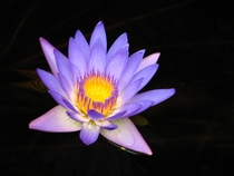 Water lily 