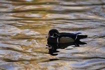 Water or duck  mega pixels Bow Park Victoria BC
