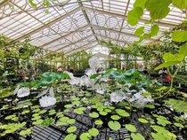 Waterlily house at Kew Gardens  OC