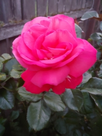 We just moved in to our first owned home and this rose decided to greet us with a bright bloom 