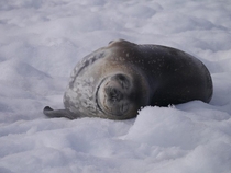 Weddell Seal Leptonychotes weddellii 