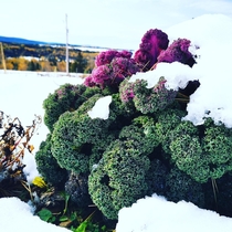 Well its not winter yet but the snow on my kale and the fall colors makes for a great picture