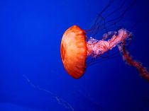 Went on a double date today and got this wonderful photo of a jellyfish 